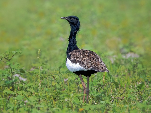 Wings of the Wild - Birds at Katarniaghat Image